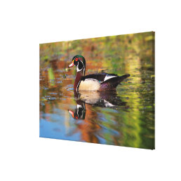 Male wood duck swims, California Canvas Print