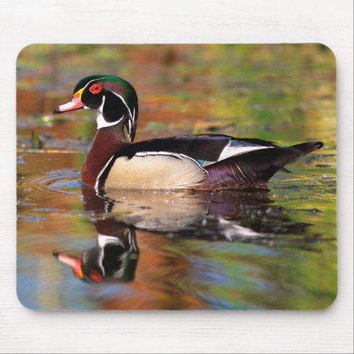 Male wood duck swims California Mouse Pad