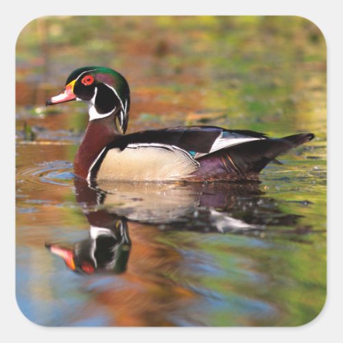 Male wood duck swims California Square Sticker