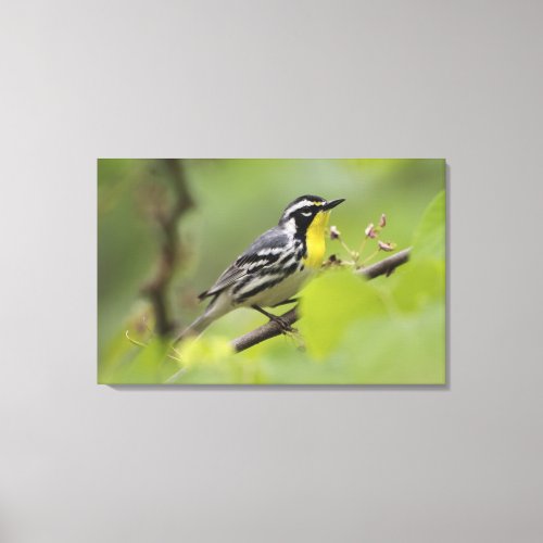 Male Yellow_throated Warbler Dendroica Canvas Print