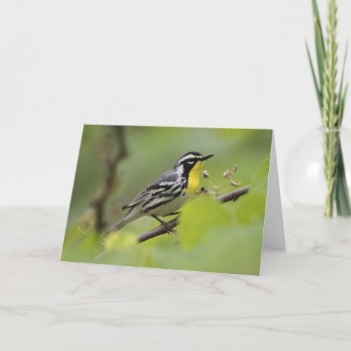 Male Yellow_throated Warbler Dendroica Card