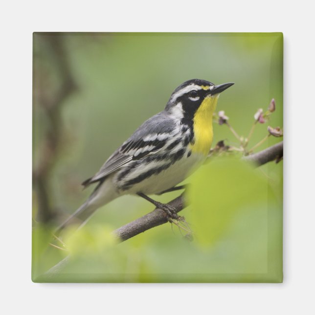 Male Yellow-throated Warbler, Dendroica Magnet (Front)
