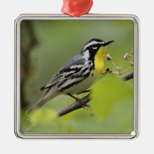 Male Yellow_throated Warbler Dendroica Metal Ornament