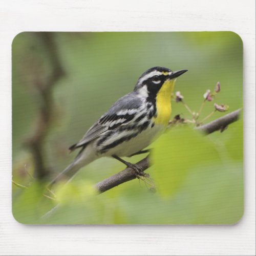 Male Yellow_throated Warbler Dendroica Mouse Pad