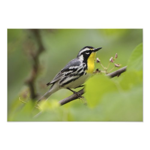 Male Yellow_throated Warbler Dendroica Photo Print