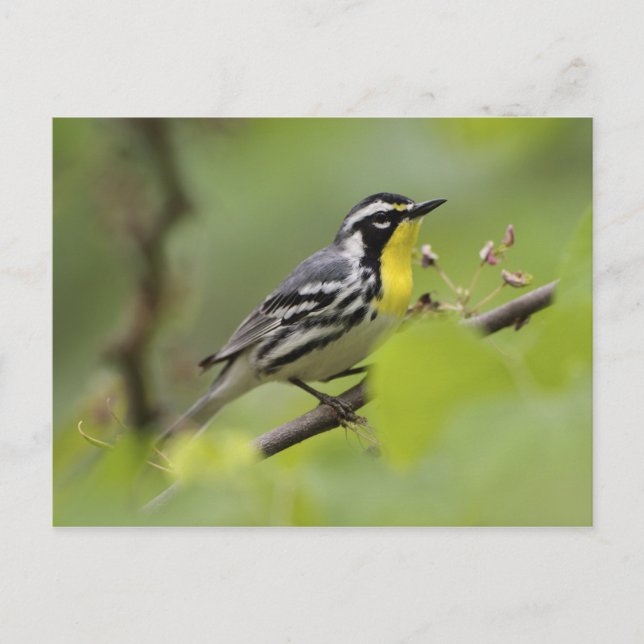 Male Yellow-throated Warbler, Dendroica Postcard (Front)