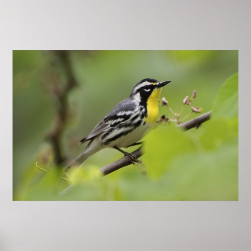 Male Yellow_throated Warbler Dendroica Poster