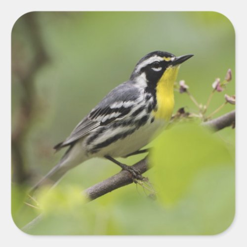 Male Yellow_throated Warbler Dendroica Square Sticker