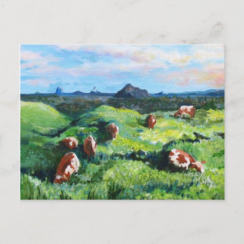 Maleny cows postcard