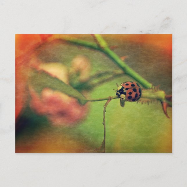 Malerischer Marienkäfer Postcard (Front)