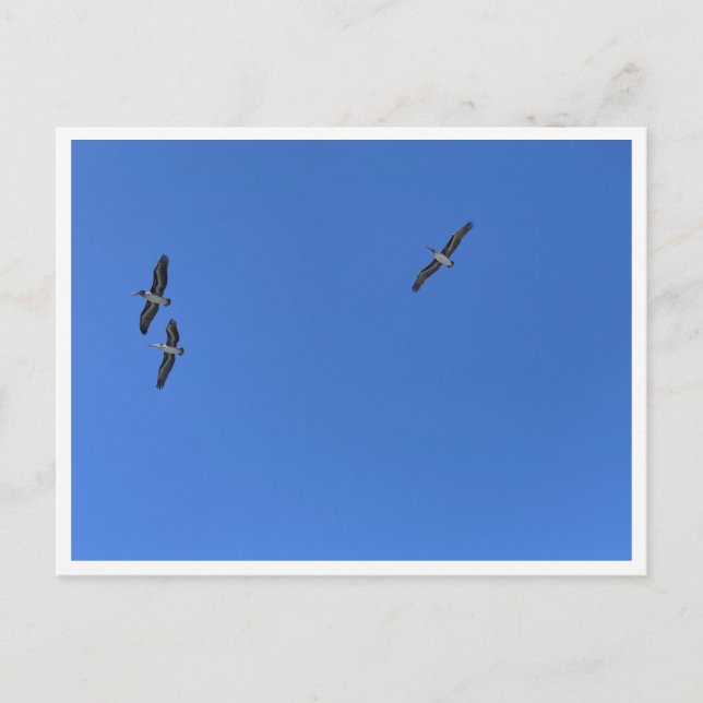 Malibu Birds in Flight – Wildlife Photography Postcard (Front)