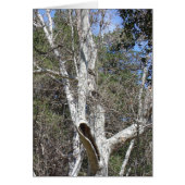 Malibu Creek Tree (Front)