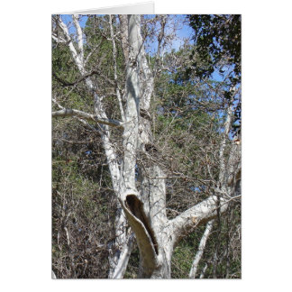 Malibu Creek Tree Cards