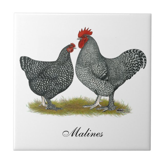 Maline Chickens Ceramic Tile (Front)