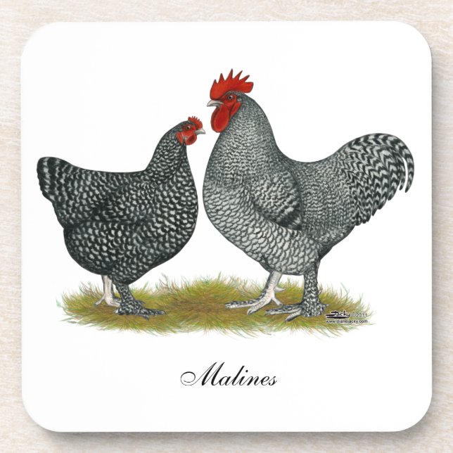 Maline Chickens Drink Coaster (Front)