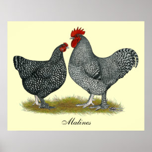Maline Chickens Poster