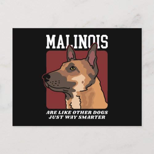 Malinois Are Smarter Belgian Malinois Postcard