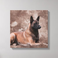 Malinois Belgian shepherd - Mechelaar