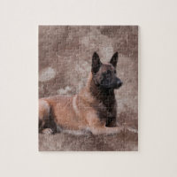 Malinois Belgian shepherd - Mechelaar