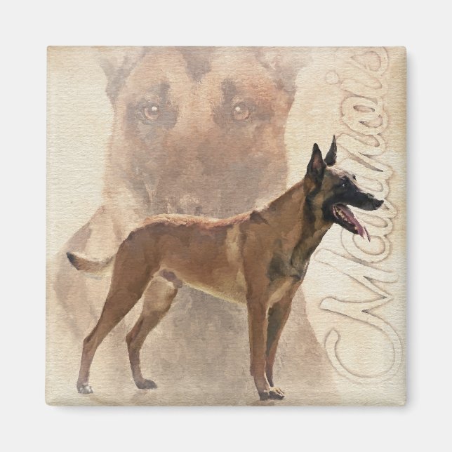 Malinois  - Belgian shepherd - Mechelaar Magnet (Front)