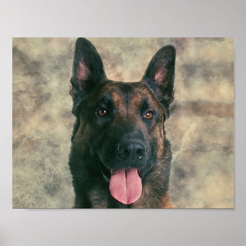 Malinois _ Belgian shepherd _Mechelaar _Maligator Poster