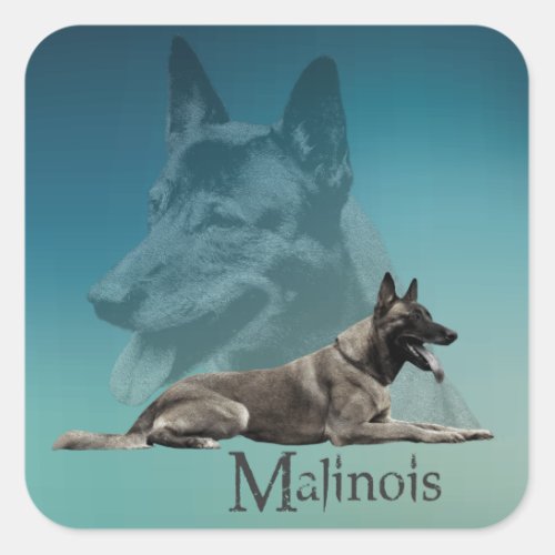 Malinois _ Belgian shepherd _Mechelaar _Maligator Square Sticker