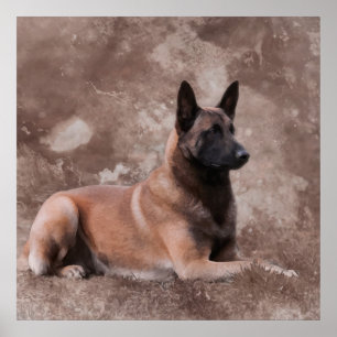 Malinois  Belgian shepherd - Mechelaar Poster