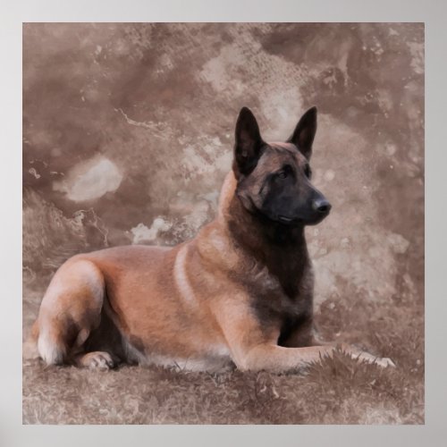 Malinois  Belgian shepherd _ Mechelaar Poster