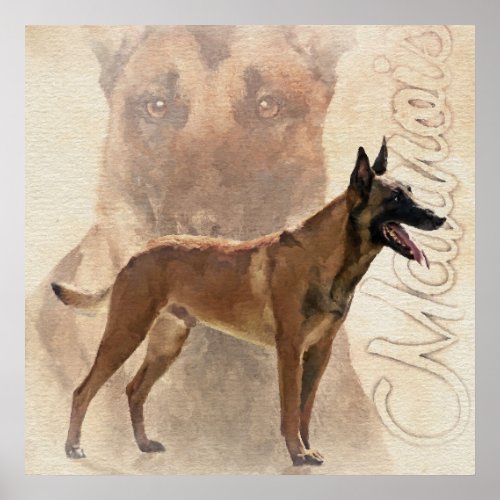 Malinois  _ Belgian shepherd _ Mechelaar Poster