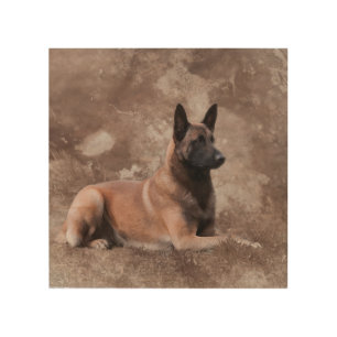 Malinois  Belgian shepherd - Mechelaar Wood Wall Art