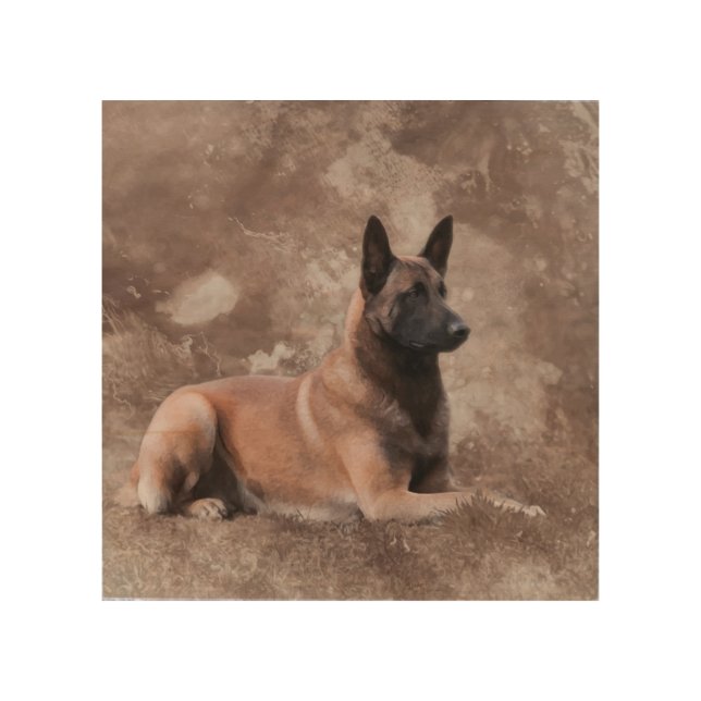 Malinois  Belgian shepherd - Mechelaar Wood Wall Art (Front)
