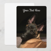 Malinois Dog (Front/Back)