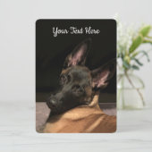 Malinois Dog (Standing Front)