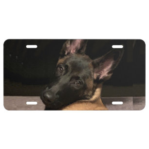 Malinois Dog License Plate