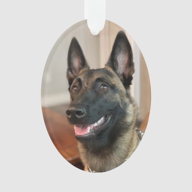 Malinois Dog Ornament (Front)