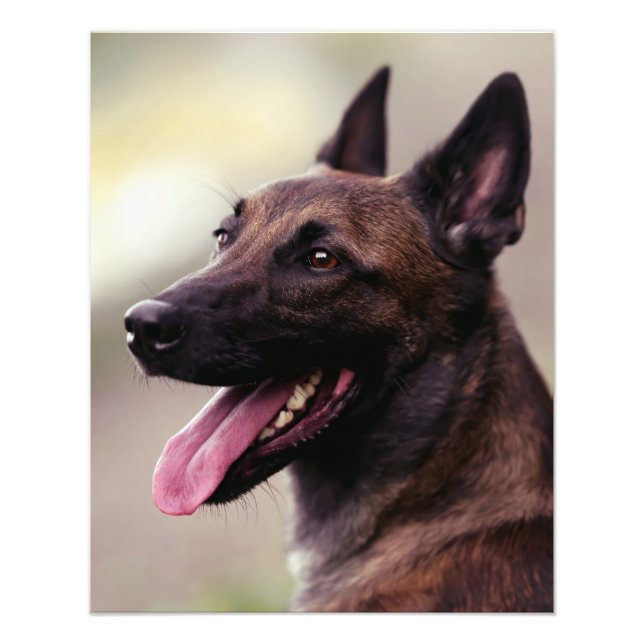 Malinois german shepherd dog portrait pet dog jigs photo print (Front)
