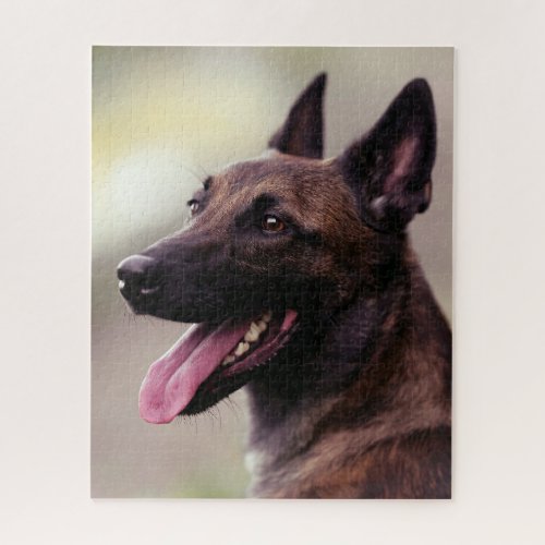 Malinois german shepherd dog portrait pet dog jigsaw puzzle