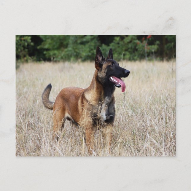 malinois postcard (Front)