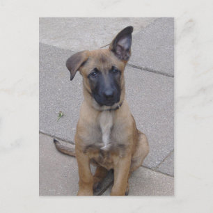 malinois puppy sitting.png postcard