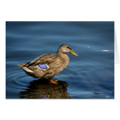 Mallard (Front Horizontal)
