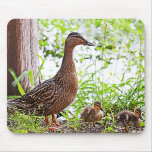 Mallard and Ducklings by Shirley Taylor Mouse Pad
