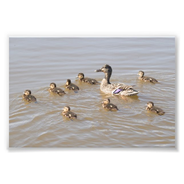 Mallard and Ducklings Photo Print (Front)