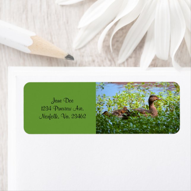 Mallard and Ducklings-Swimming by Shirley Taylor Label (Insitu)