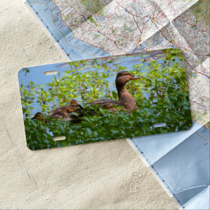 Mallard and Ducklings-Swimming by Shirley Taylor License Plate