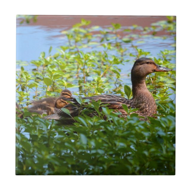 Mallard and Ducklings-Swimming by Shirley Taylor Tile (Front)