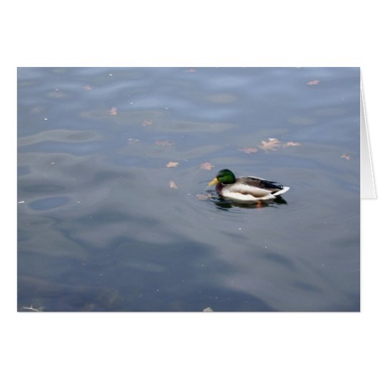 Mallard Blur card (Front Horizontal)