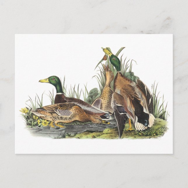 Mallard by Audubon Postcard (Front)