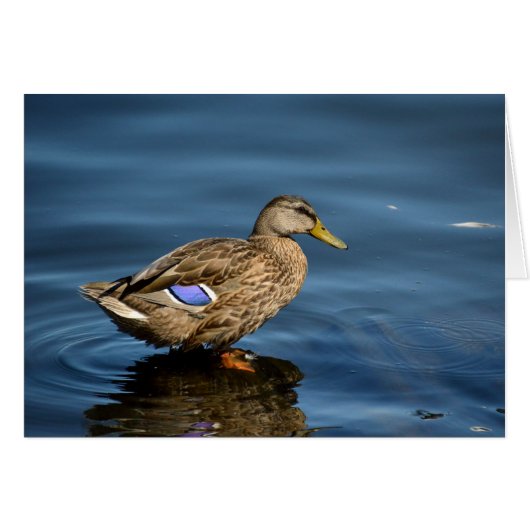 Mallard Cards (Front Horizontal)