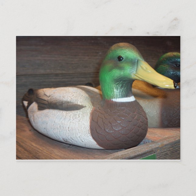 Mallard Decoy Postcard (Front)