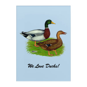 Mallard Drake and Duck Acrylic Print